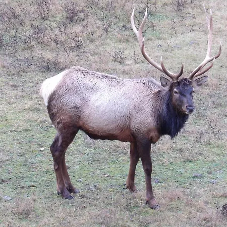 L'oustalet De Mamy 公寓 杜尔比